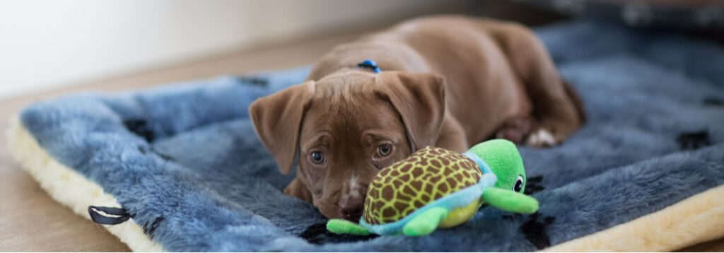 Creating Routines to Help with Pet Anxiety P1 Classroom, dog class, dog wellness