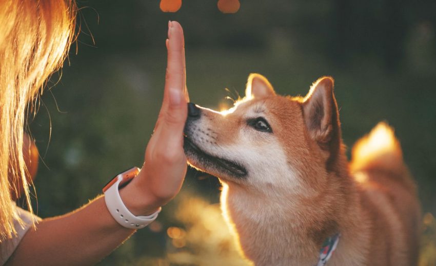 Hand Targeting for Dogs P2 dog training, Classroom, dog class