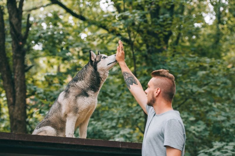 Hand Targeting for Dogs P3 dog training, Classroom, dog class