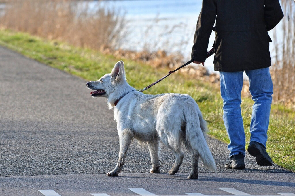 Creating Routines to Help with Pet Anxiety P4 1 Classroom, dog class, dog wellness