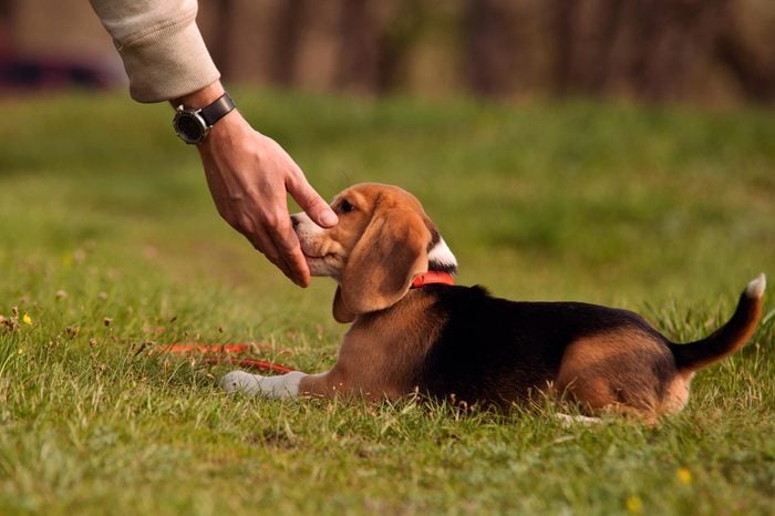 Hand Targeting for Dogs P4 dog training, Classroom, dog class