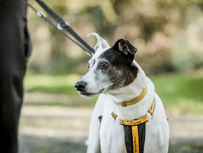 Developing a Routine with Your Dog T1 Classroom, dog class, dog wellness