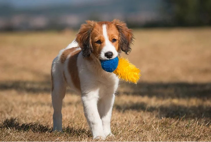 Developing a Routine with Your Dog T6 Classroom, dog class, dog wellness