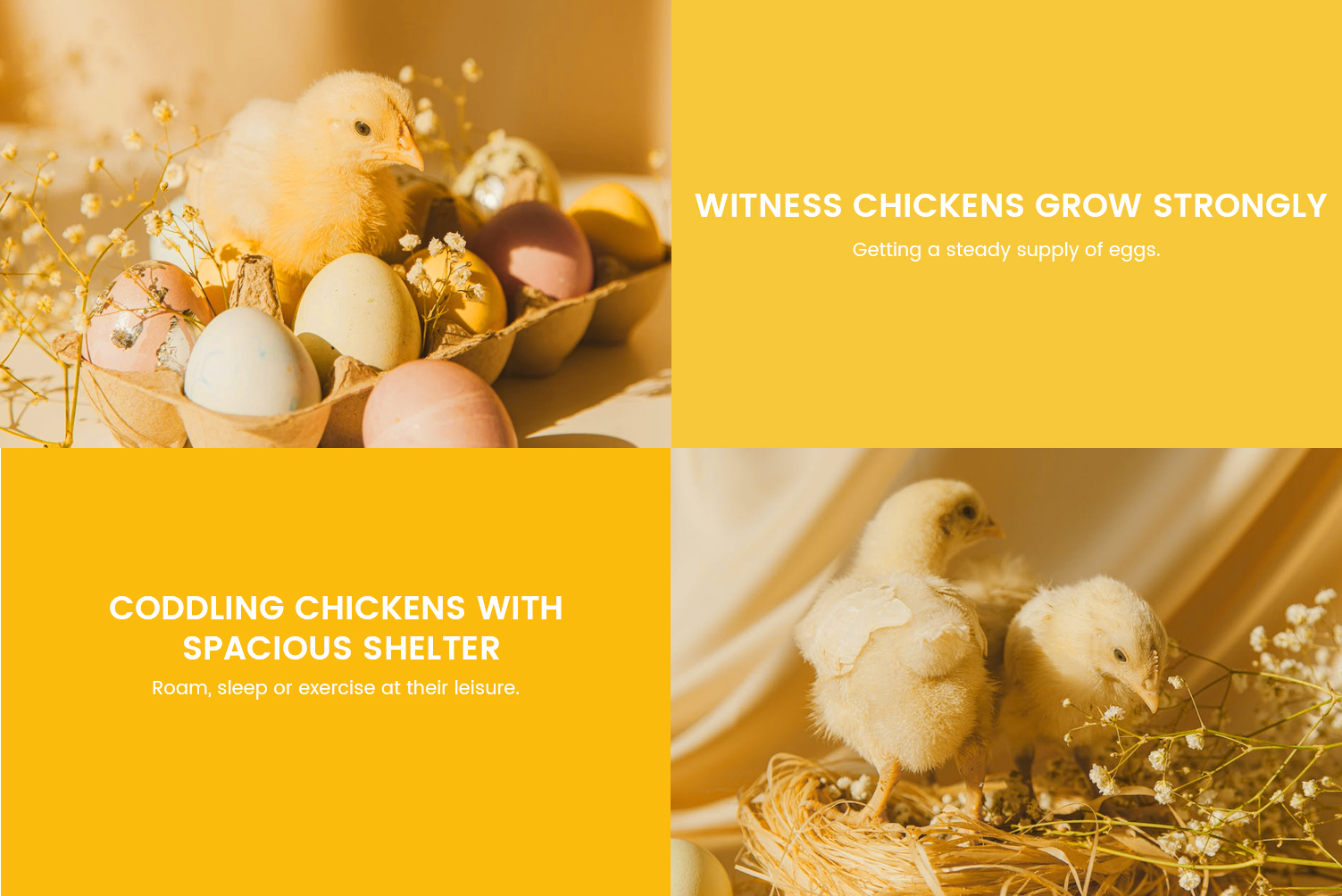 Chicken c 2