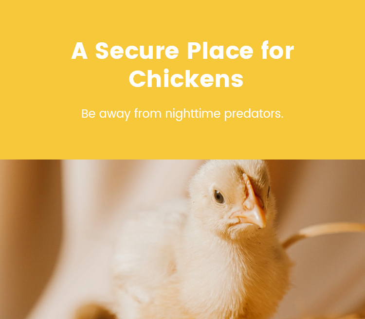 Chicken c