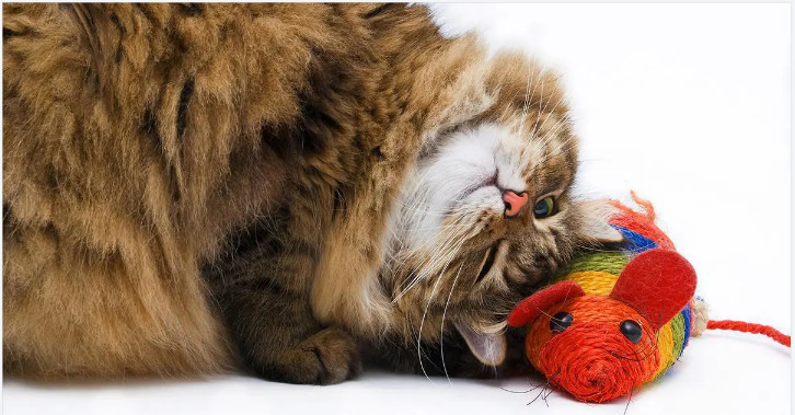 Indoor Cat Play and Exercise Ideas 图片1 1 1 cat play