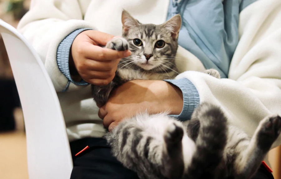 Socializing Your Cat with Other Pets and People 图片1 1 2 cat training