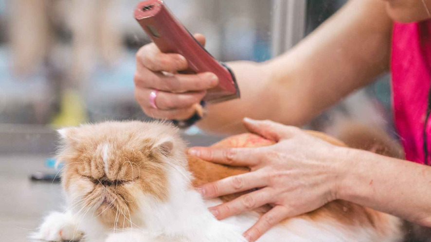 Cat Grooming Tips for a Shiny Coat 图片1 2 Classroom, cat care