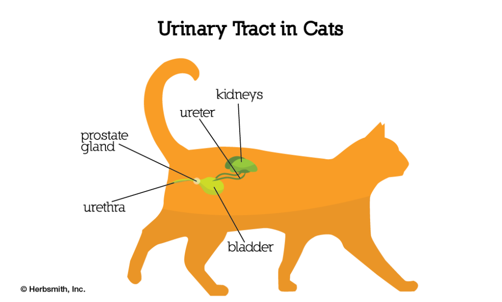 Prevent and Treat Common Cat Health Issues 图片16 cat class, cat wellness