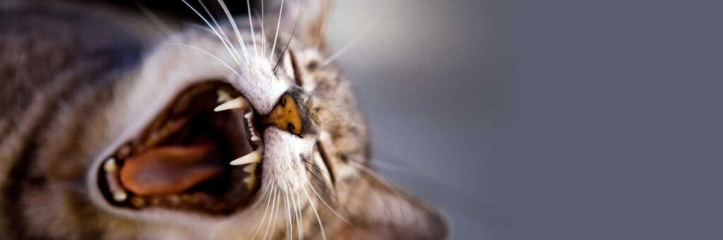 The Importance of Dental Care for Cats 图片2 1 Uncategorized, cat care, Classroom