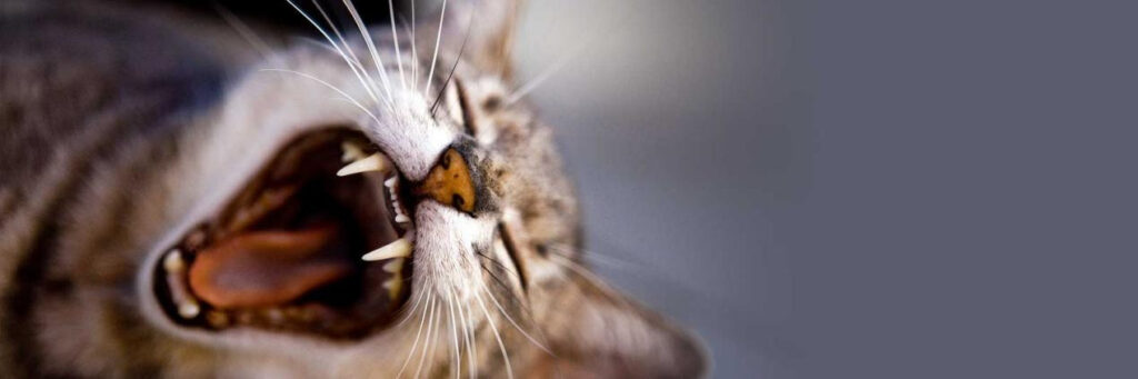 The Importance of Dental Care for Cats 图片2 1 Uncategorized