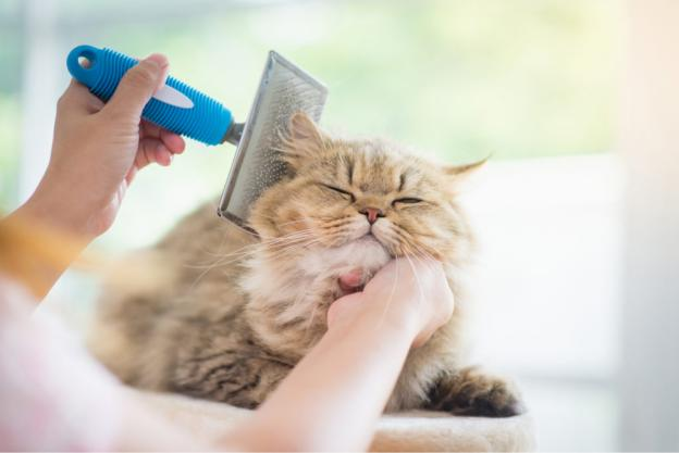 Cat Grooming Tips for a Shiny Coat 图片2 4 cat care