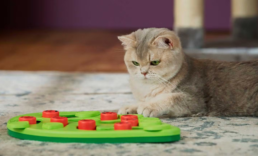 Understanding and Managing Cat Separation Anxiety 图片2 5 Classroom, cat care, cat class