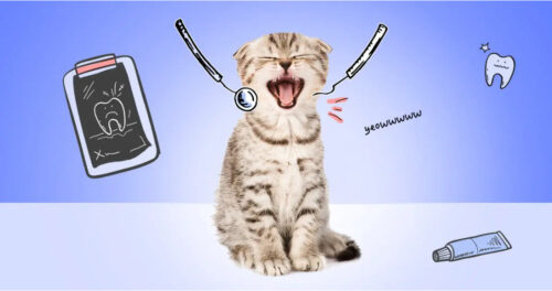 The Importance of Dental Care for Cats 图片3 1 Classroom, cat training