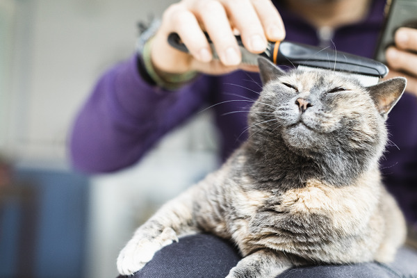 Cat Grooming Tips for a Shiny Coat 图片4 3 1 Classroom, cat care