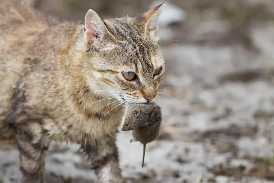 Hunting and Pouncing 图片4 Classroom, cat play