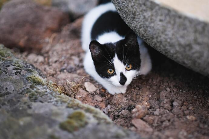 Hunting and Pouncing 图片6 Classroom, cat play