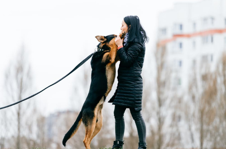 How to Train a Dog Not to Jump on You 2 dog training, dog class