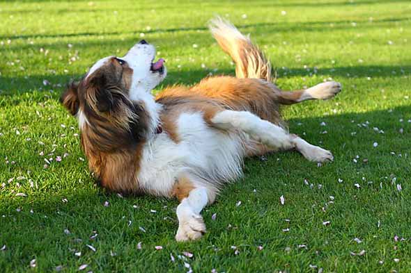 How to Teach a Dog to Roll Over P1 1 Classroom, dog class, dog training