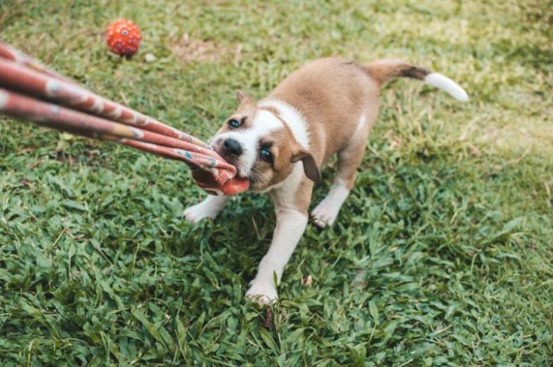 Tips to Stop a Dog From Tugging on Clothing P1 3 dog class, dog training