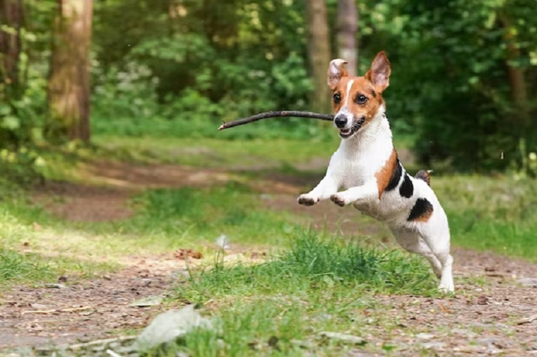 Why Do Dogs Like Sticks P2 1 2 Classroom, dog care, dog class