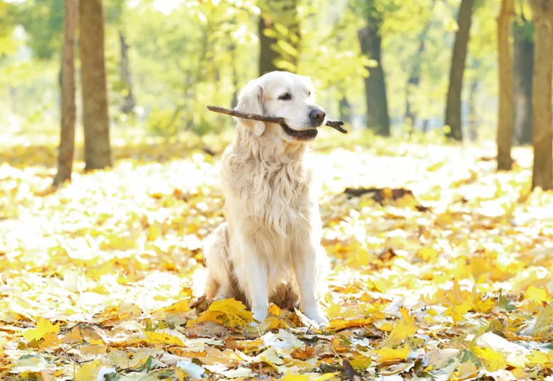 Why Do Dogs Like Sticks P2 2 1 Classroom, dog care, dog class