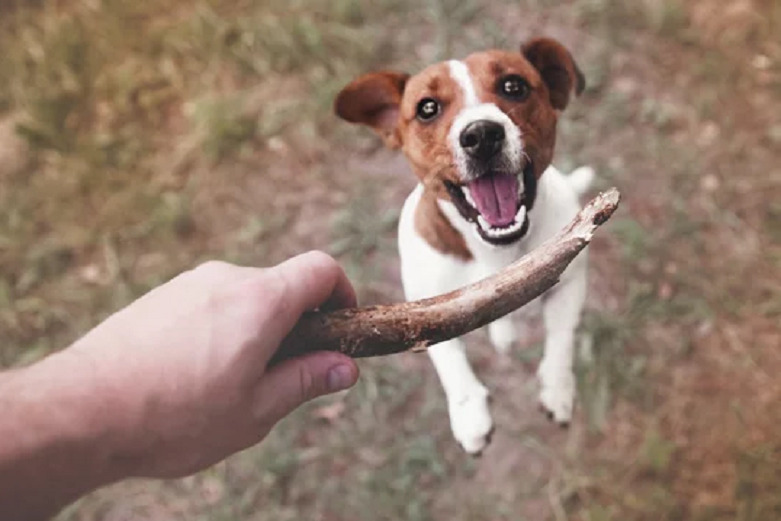 Why Do Dogs Like Sticks P3 3 Classroom, dog care, dog class