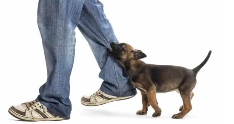 Tips to Stop a Dog From Tugging on Clothing P3 5 dog class, dog training