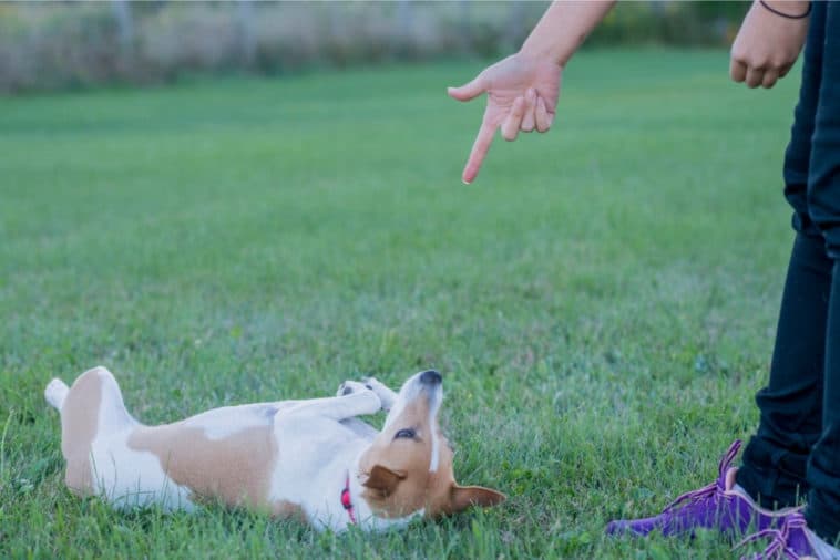 How to Teach a Dog to Roll Over P6 1 Classroom, dog class, dog training