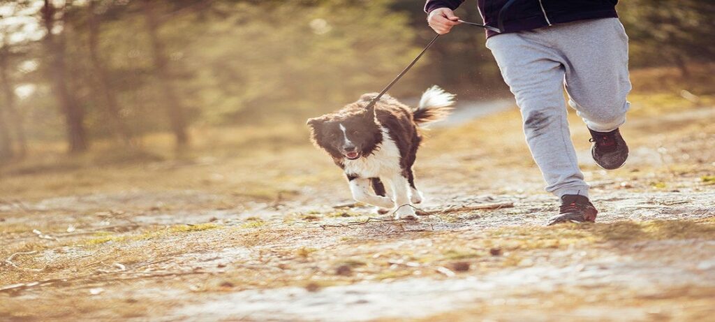 How to Stop a Dog From Chewing Your Stuff p1 4 dog class, dog training