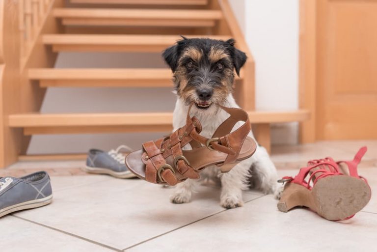 How to Stop a Dog From Chewing Your Stuff p2 5 dog class, dog training