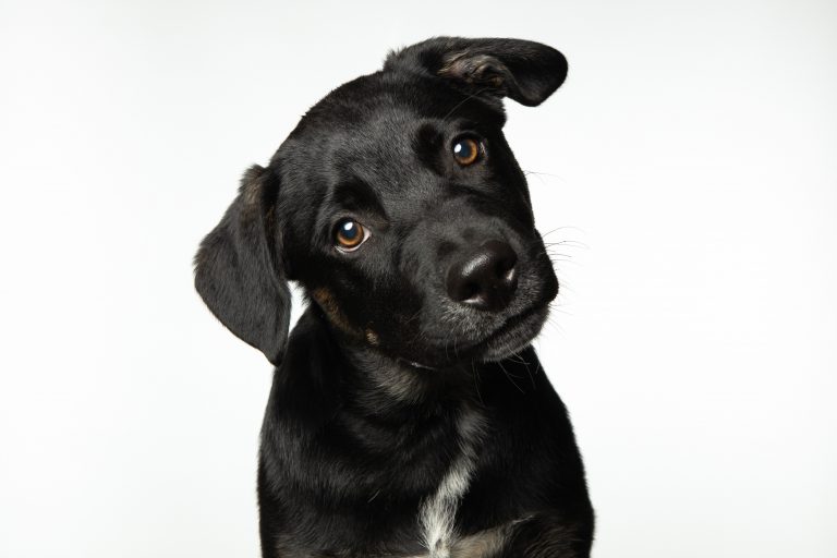 Fun Tricks To Teach Your Dog pexels sharon snider 15175665 768x512 1 dog Dog blogs