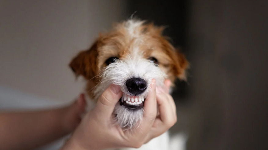 Dog Teeth Chattering: Causes and What It Means 图1 3 dog care