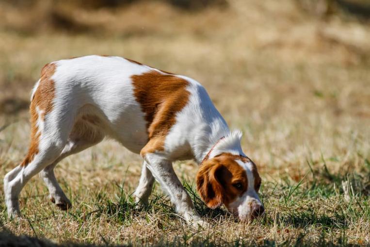 Scent Training for Dogs: What it Is and How to Do It 图2 1 dog training