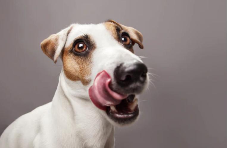 Dog Teeth Chattering: Causes and What It Means 图2 3 Classroom, dog care, dog class