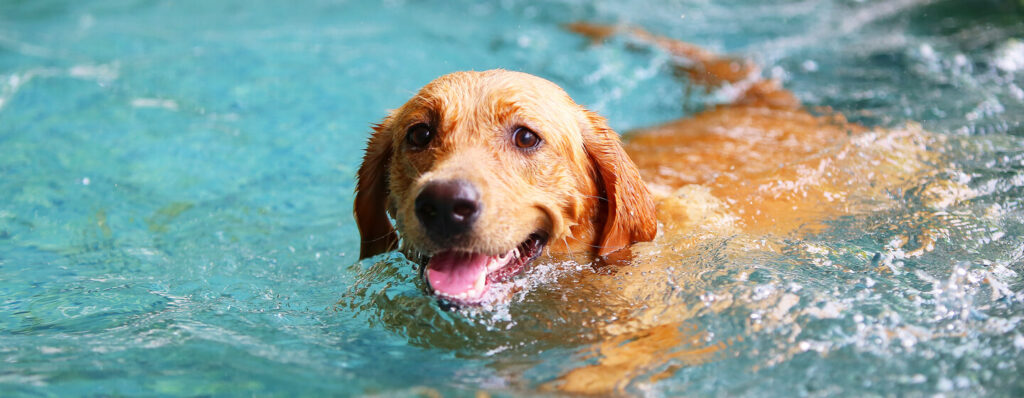 How to Teach a Dog to Swim 1 1 dog training, dog class