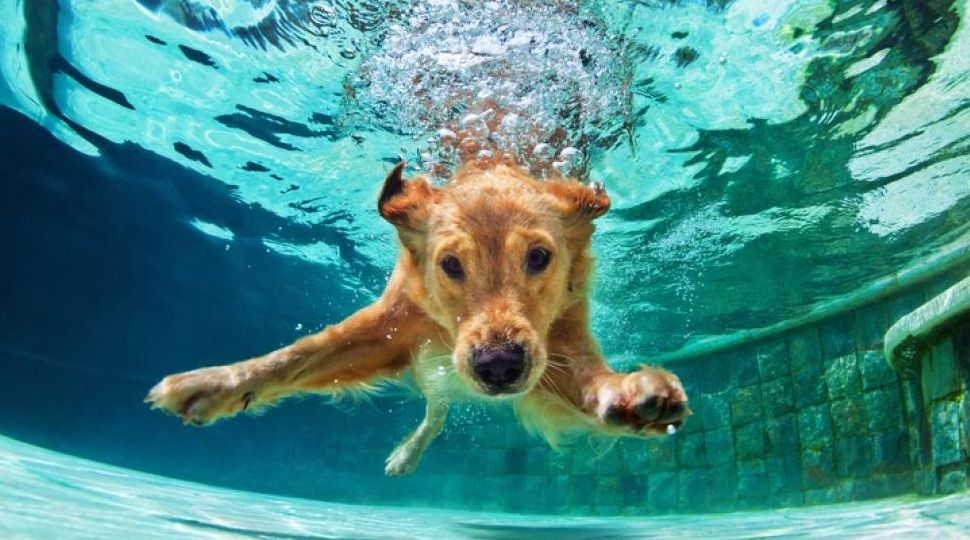 How to Teach a Dog to Swim 2 dog training, dog class