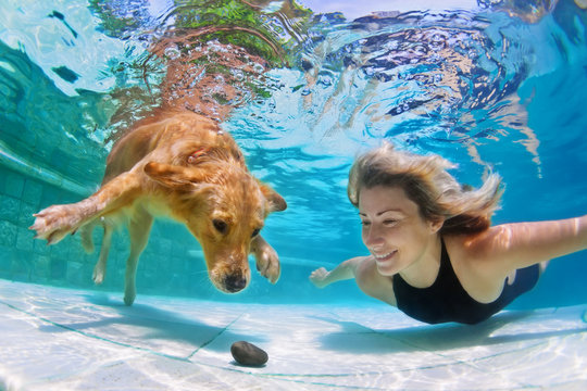 How to Teach a Dog to Swim 3 dog training, dog class