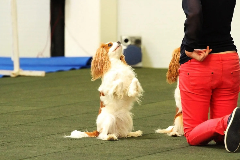 Brain Training for Dogs: Fun Exercises to Try 6 dog class, dog training