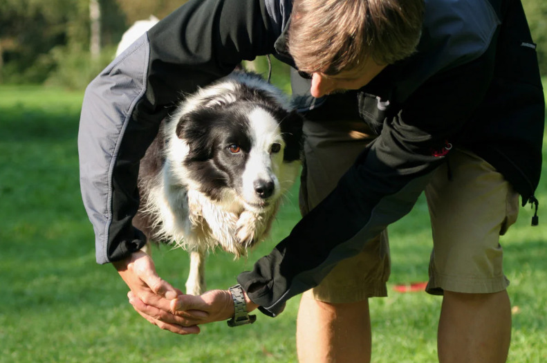 Brain Training for Dogs: Fun Exercises to Try 7 dog class, dog training