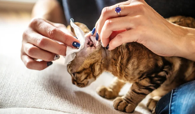How to Clean a Cat's Ears cat1 Classroom, cat class, cat wellness