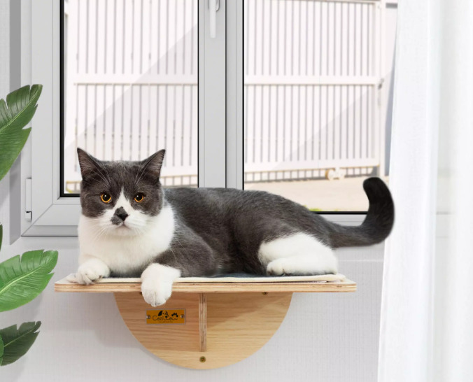 Why Do Cats Purr in Cat Window Perch? cat2 cat bed