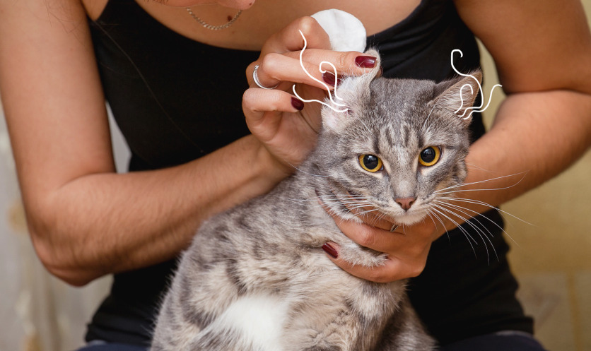 How to Clean a Cat's Ears cat3 1 Classroom, cat class, cat wellness