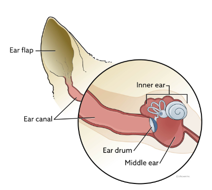 How to Clean a Cat's Ears cat4 1 Classroom, cat class, cat wellness