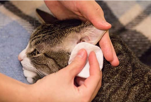 How to Clean a Cat's Ears cat5 1 Classroom, cat class, cat wellness