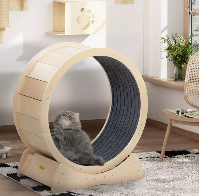 Cat is exercising on the cat exercise wheel.