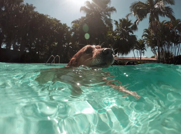 How to Keep Dogs Cool in Summer cool4 dog class, dog care