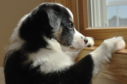 How to Keep Dogs Cool in Summer cool封面图 dog class