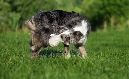 Why Do Dogs Chase Their Tails? dog1 1 1 Classroom, dog class, dog wellness