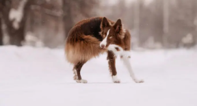 Why Do Dogs Chase Their Tails? dog2 Classroom, dog class, dog wellness